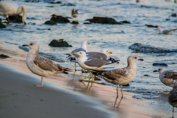 Group of seagulls and glarus walking on the beach, waves hitting the shore, outdoors