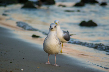 Group of seagulls and glarus walking on the beach, waves hitting the shore, outdoors