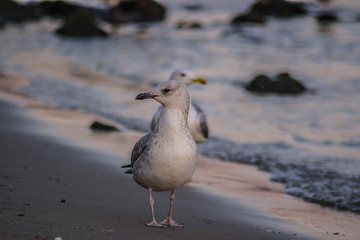 Group of seagulls and glarus walking on the beach, waves hitting the shore, outdoors