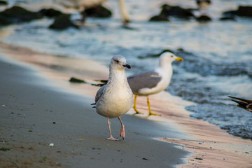 Group of seagulls and glarus walking on the beach, waves hitting the shore, outdoors
