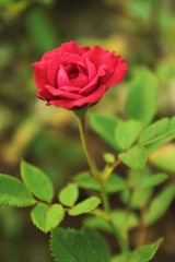 Flowers: A beautiful blossom red rose
