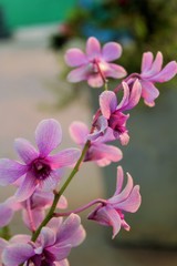 Flowers: A bunch of light purple orchid
