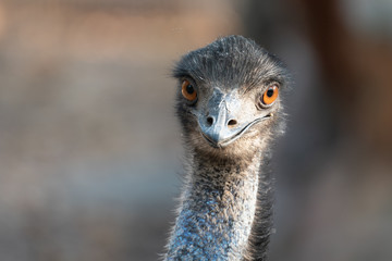 Close up of the head of an emu