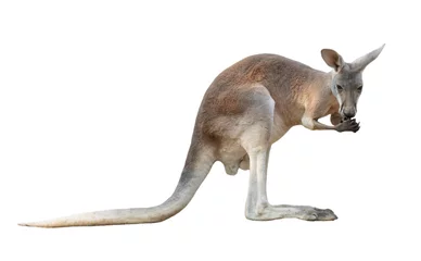 Foto op Canvas red kangaroo isolated © anankkml