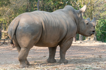 Fototapeta premium white rhinoceros