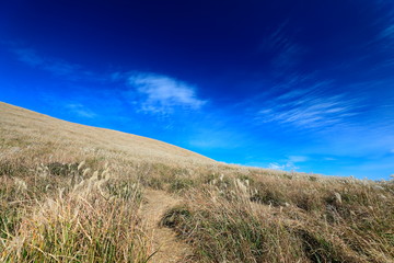 억새가 보이는 아름다운 가을 풍경