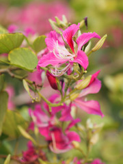 Fototapeta na wymiar Pink flower Bauhinia variegate flowering plant legume family Fabaceae Common names include orchid tree beautiful on blurred of nature background