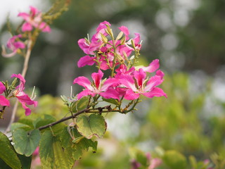 Pink flower Bauhinia variegate flowering plant legume family Fabaceae Common names include orchid tree beautiful on blurred of nature background