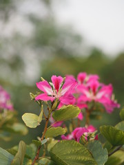Pink flower Bauhinia variegate flowering plant legume family Fabaceae Common names include orchid tree beautiful on blurred of nature background