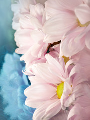 Naklejka na ściany i meble blurred delicate pink flowers in a white haze close up