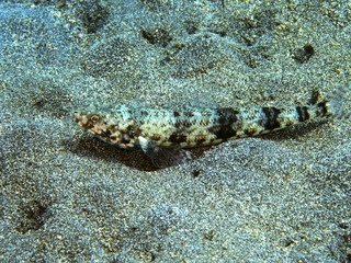 The amazing and mysterious underwater world of Indonesia, North Sulawesi, Manado, lizard fish