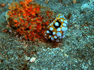The amazing and mysterious underwater world of Indonesia, North Sulawesi, Manado, sea slug