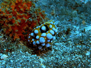 The amazing and mysterious underwater world of Indonesia, North Sulawesi, Manado, sea slug