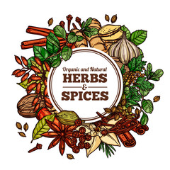 Hand drawn vector herbs and spices with circle frame or label. Background with sketch color illustration of ginger, rosemary, mint, vanilla, cinnamon, chili pepper. Design template for healthy vegetar