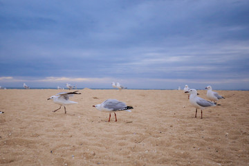 Group of seagulls on the beach at sunset