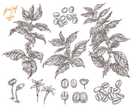 Coffee been ripening stages vector hand drawn illustration. Process of growing coffee plant. Sketch botanical isolated set. Engreving branches, berry and flower for design or background