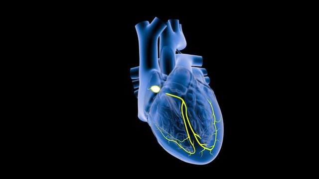 SA and AV Node Signals in the Heart