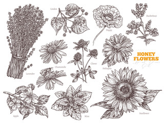 Hand drawn vector set of wildflower honey plants and flowers. Botanical sketch illustration. Floral herbal collection of linden, sunflower, lavender, poppy, clover, mint, chamomile, buckwheat, apple