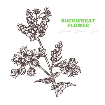 Sketch vector buckwheat flower sprig.  Floral vintage engraving hand drawn style illustration. Honey plant drawing isolated on white background