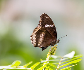Naklejka na ściany i meble Beautiful isolated brown butterfly on green leaf