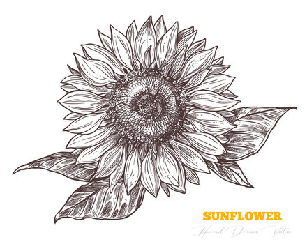 Vector sketch engraving sunflower isolated on white background. Floral vintage hand drawn style illustration. Honey flower drawing