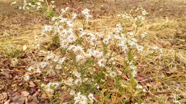Little ironweed or cyanthillium cinereum with wind