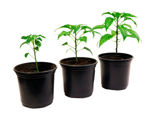 Pepper plants in a pot isolated on a white background. Seedlings of peper. Growing. Young green plant. Green sprouts of pepper.