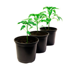 Pepper plants in a pot isolated on a white background. Seedlings of peper. Growing. Young green plant. Green sprouts of pepper.