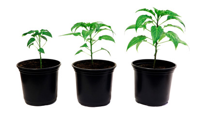 Pepper plants in a pot isolated on a white background. Seedlings of peper. Growing. Young green plant. Green sprouts of pepper.