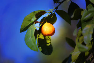 Beautiful photo of a bright orange mandarin