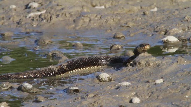 Grass snake eating a fish in Kopacki rit, Croatia