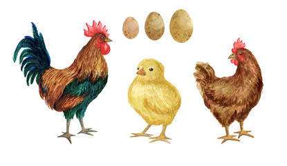 Watercolor set with chicken, rooster, chick and eggs. Farm set isolated on white for decoration of natural products, covers, kitchen
