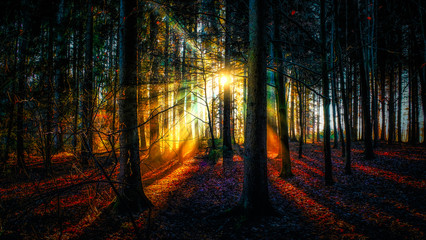 Wald Sonne Frühling Landleben Baum Herbst sonnenlicht 