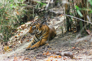 Tiger in its natural habitat at a jungle in India
