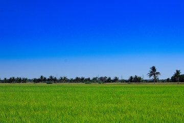 Fototapeta na wymiar Rice fields with the blue sky background.