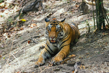 Tiger in its natural habitat at a jungle in India
