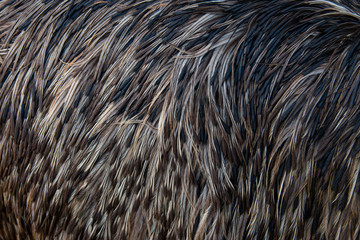 black brown and gray feathers as background