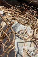 dry branches or plant roots intertwined creating a beautiful pattern of light and shadow on the huge stones of the southern coast of the countries on a sunny day