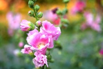 Fototapeta na wymiar Beautiful flowers in the garden Blooming in the summer.Landscaped Formal Garden. 