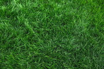 Natural green grass background, fresh lawn top view