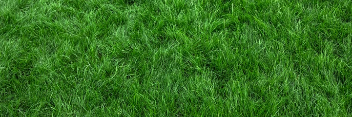Aluminium Prints Grass Natural green grass background, fresh lawn top view