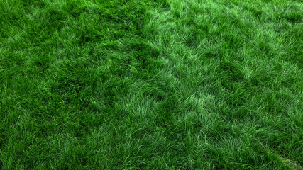 Natural green grass background, fresh lawn top view