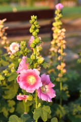 Beautiful flowers in the garden Blooming in the summer.Landscaped Formal Garden.	