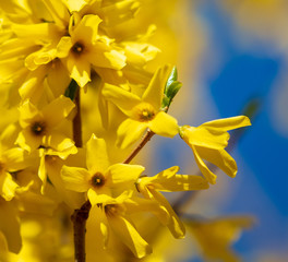 Yellow flower on a background of blue sky in spring