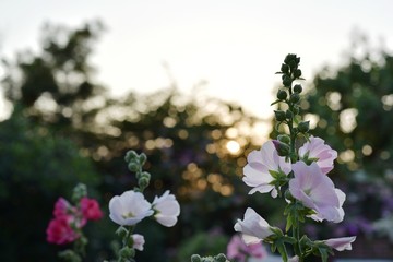 flower blooming.Beautiful flowers in the garden Blooming in the summer	