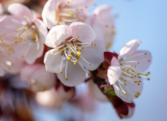 Apricot flowers on a background of blue sky in spring