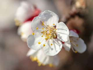 Flowers on apricot in the park in spring