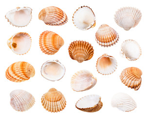 set of various shells of cockles isolated