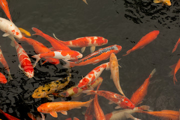 Japan carps koi. Red, orange and white fish swim in the water.