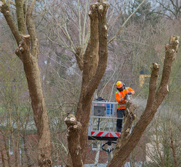Baumpflege von einer Hebebühne aus, Äste werden mit einer Kettensäge abgesägt